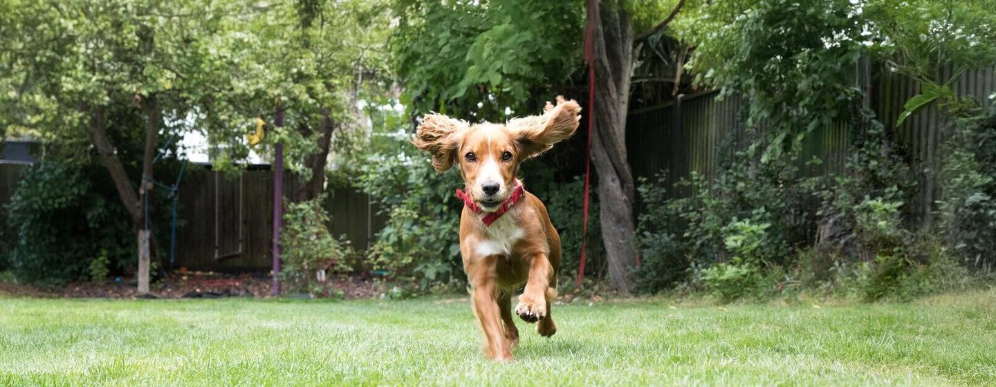 How Much Does a Puppy Cost? All You Need to Know