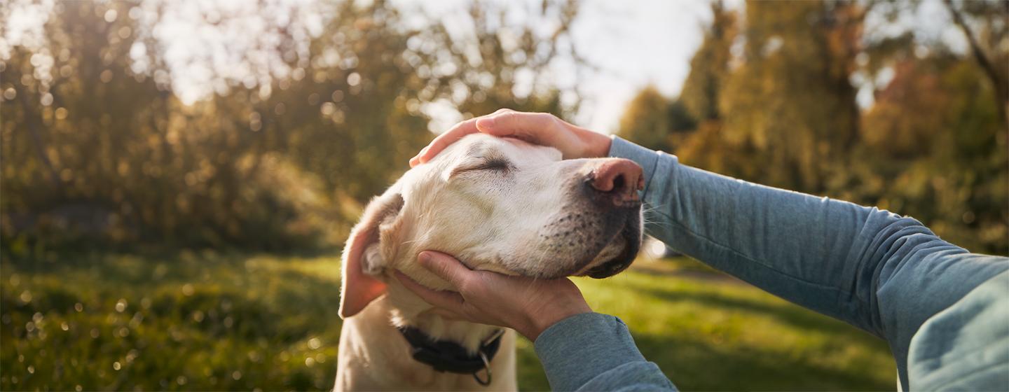 How to Care for Your Senior Dog