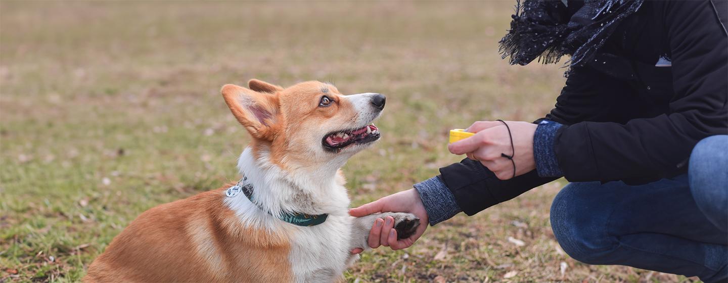 How to Start Clicker Training Your Dog