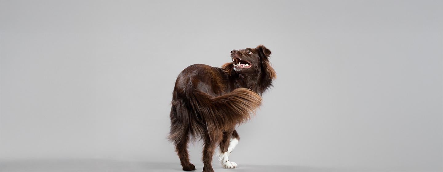 How to Teach a Dog to Spin 