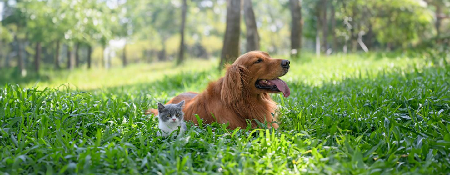 Introducing Your New Cat to Your Other Pets