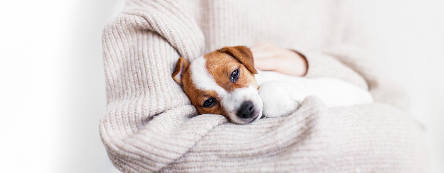 Is My Dog Ill? Unusual Symptoms to Watch Out For