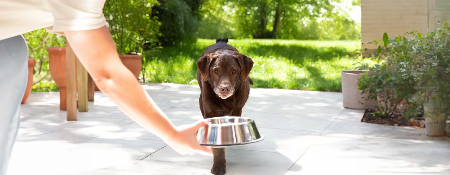 Is My Dog Overweight?