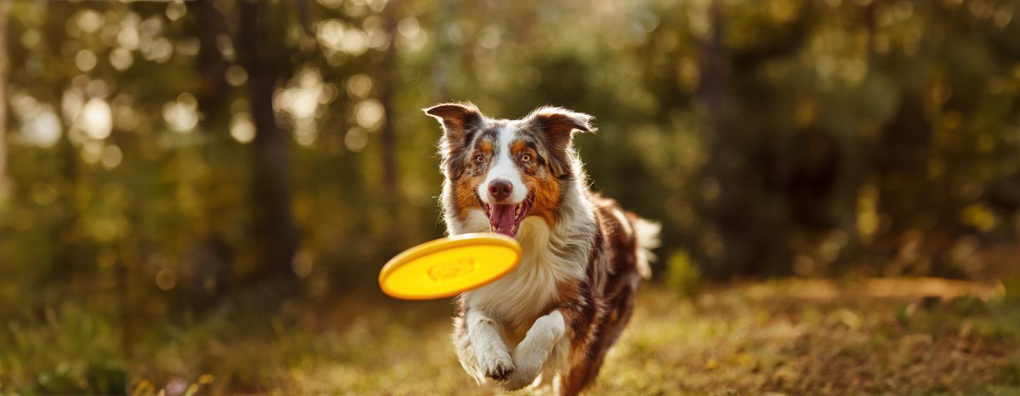 Puppy Recall Training in 6 Easy Steps