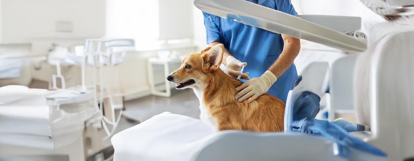 Steroids for Dogs: How They Work & Side Effects