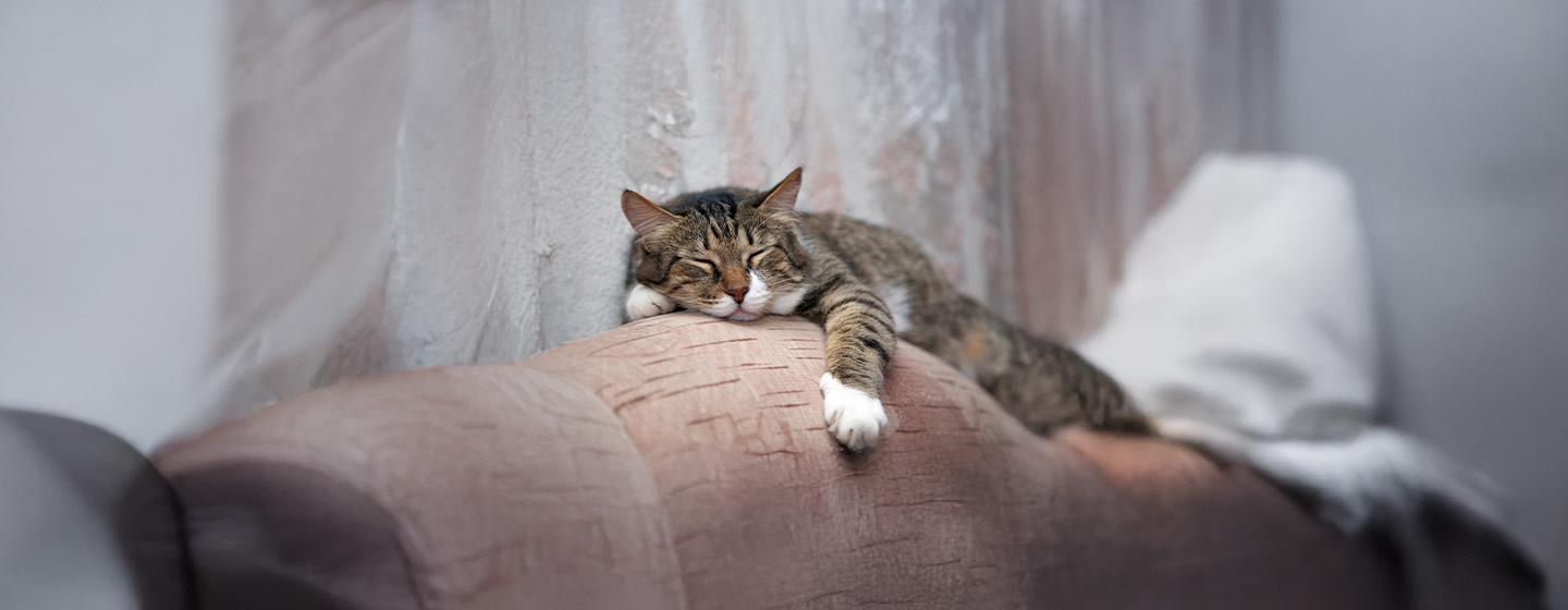 Understanding Your Ageing Cats Sleeping Habits