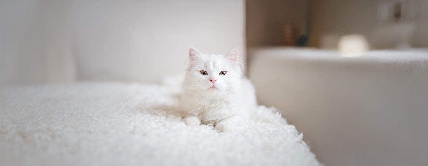 Top 10 White Cat Names