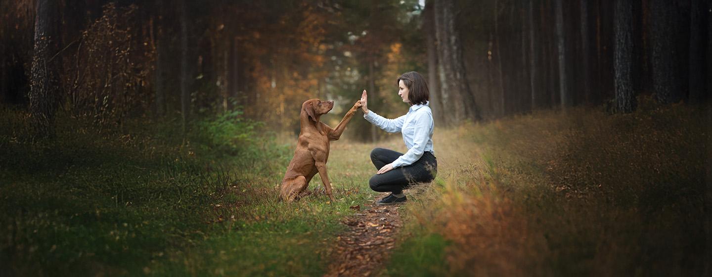 Training an Older Dog