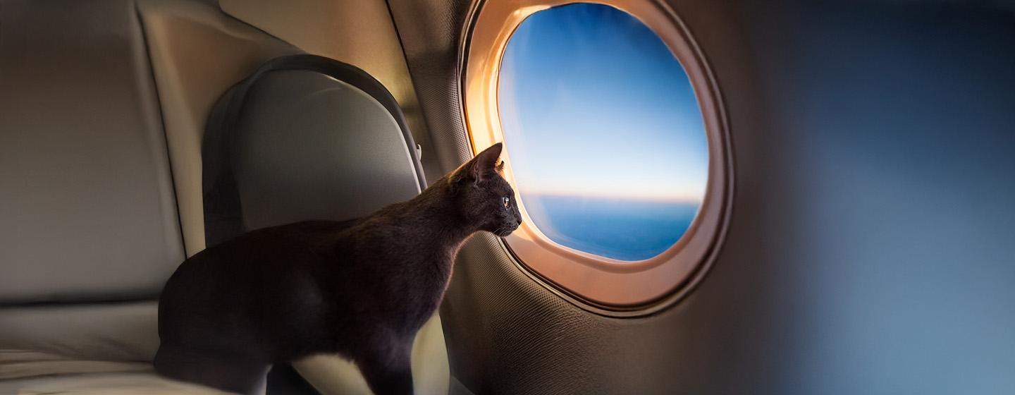 Travelling with Your Cat by Car or Plane