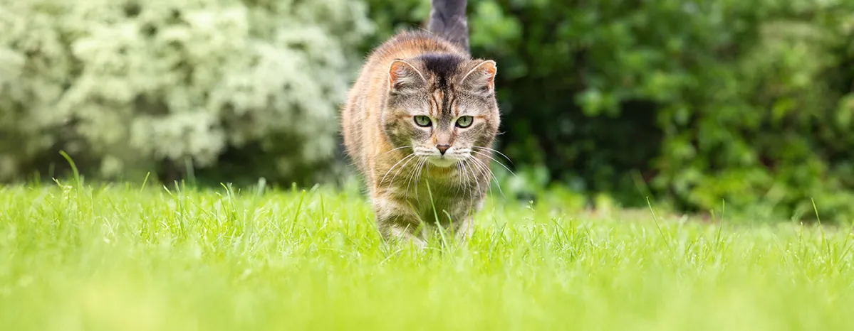 Cat Fleas: Causes, Prevention and Treatment