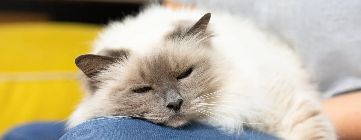 Kitten and Cat Neutering