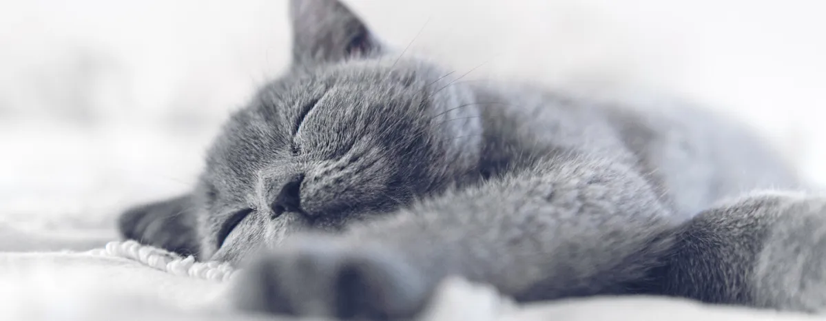 Sleeping Arrangements for a Kitten’s First Night Home