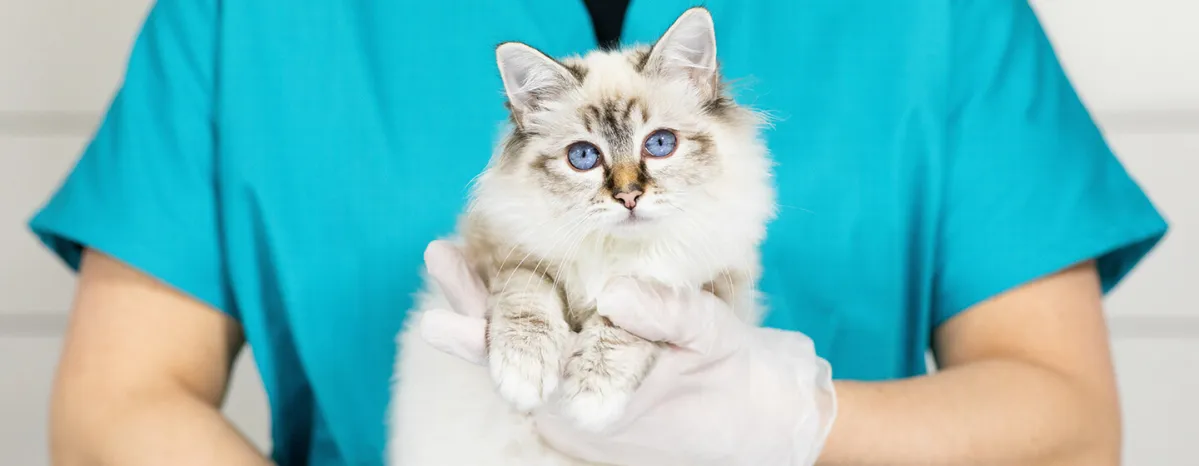 Kitten first aid