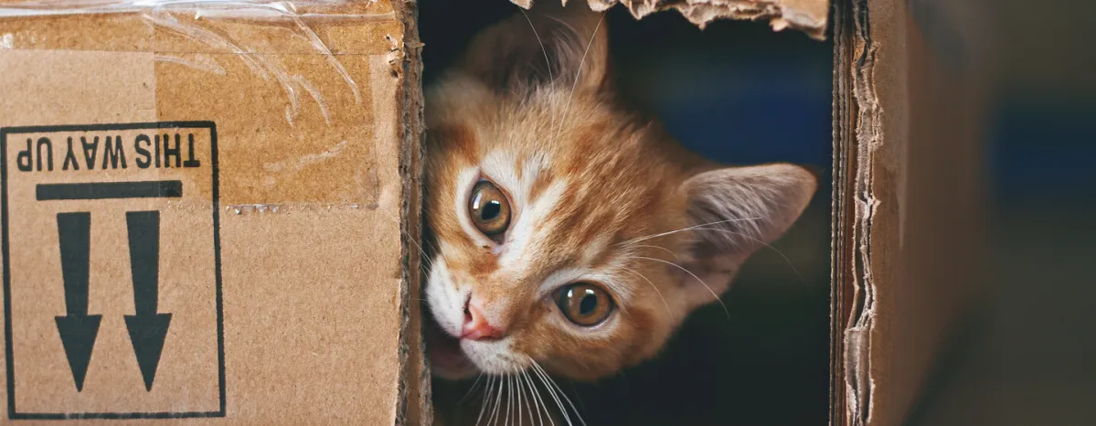 Mental Stimulation for Your Indoor Cat