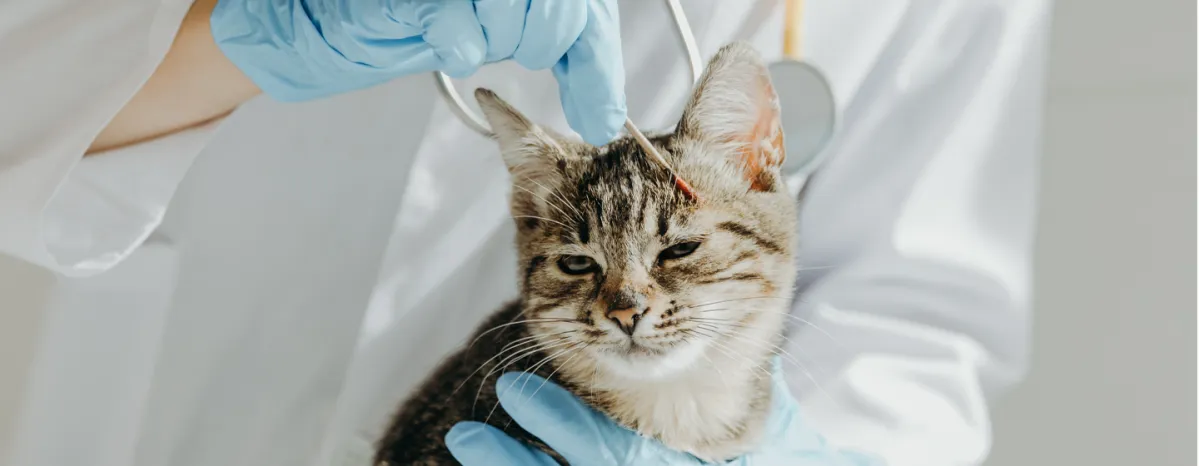 Ringworm in Cats