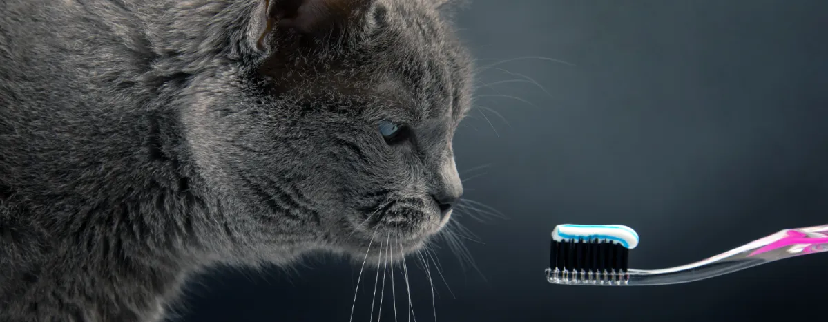 Cat Dental Care