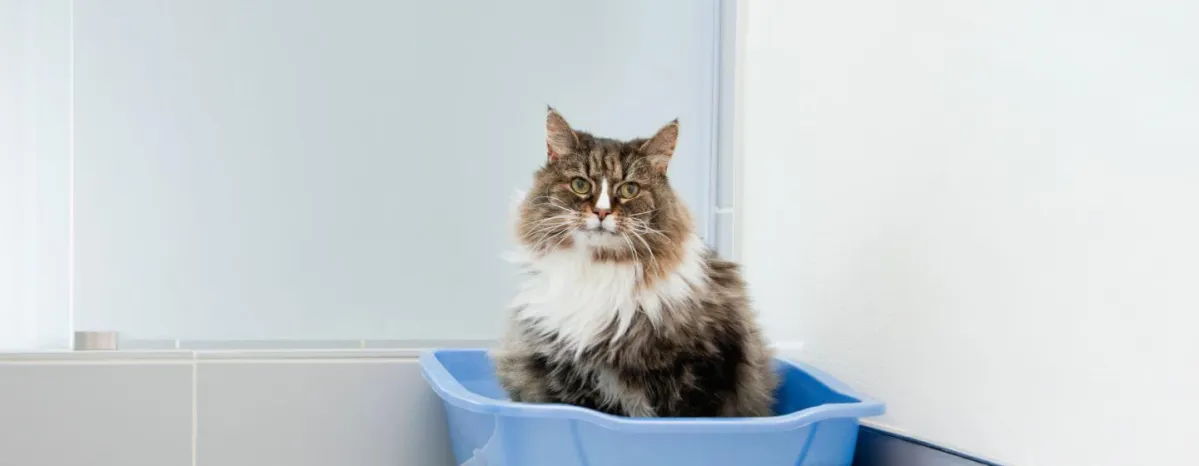 Cat Constipation Symptoms, Causes And Treatment