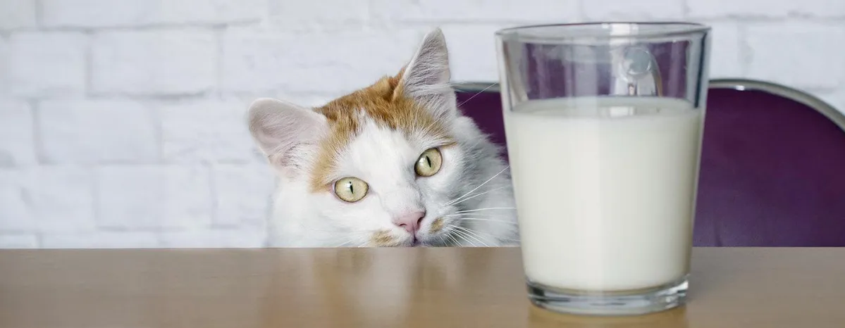 What Do Cats Drink