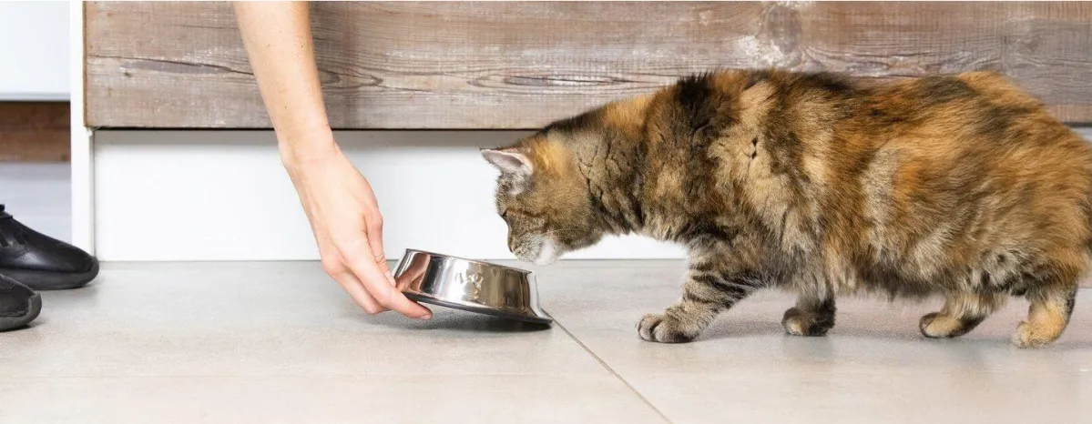 My Cat Is Not Eating - An Owner’s Guide to Fussy Eating Cats