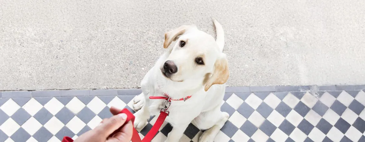 Puppy Training Advice and Tips