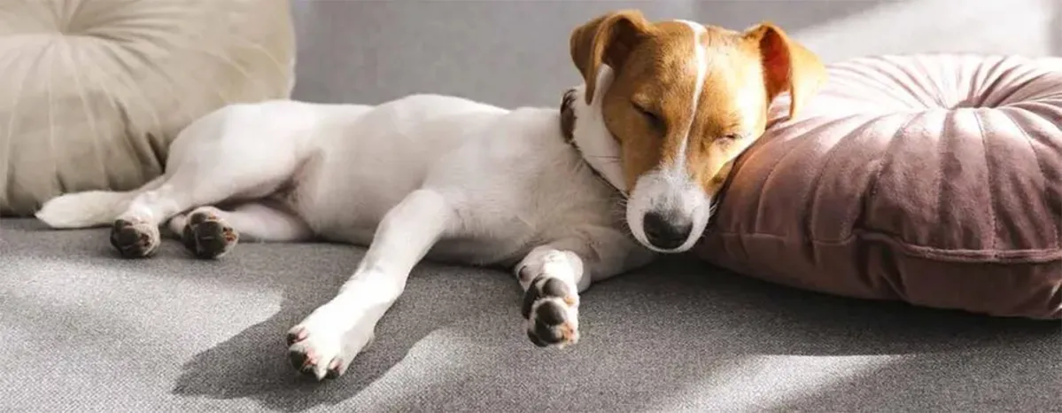 Dog Sleeping Positions