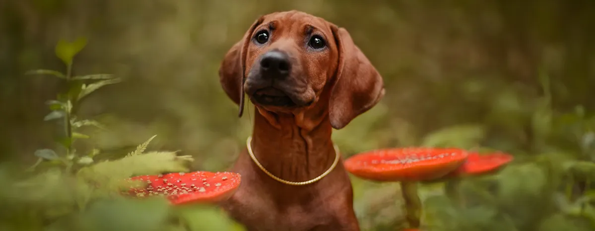  Poisonous Plants to Dogs