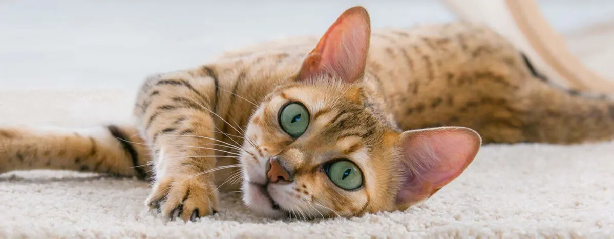 5 Reasons Why Cats Meow