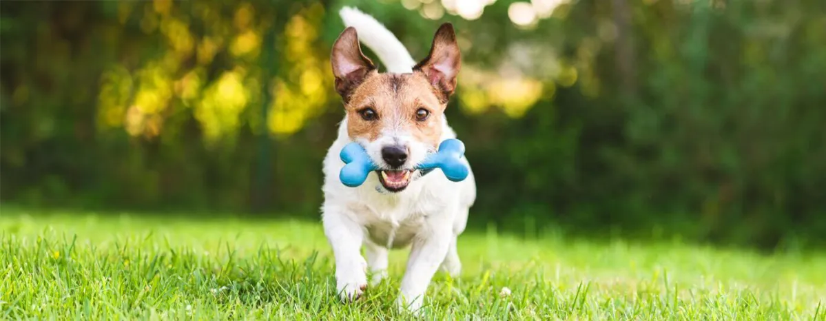 Home Remedies for Dogs that Every Owner Should Know About