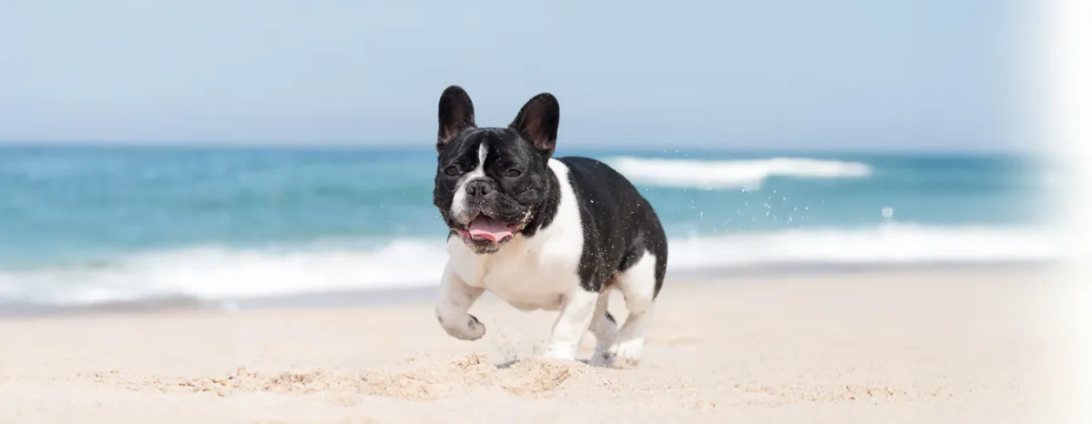  7 Popular Bulldog Breeds