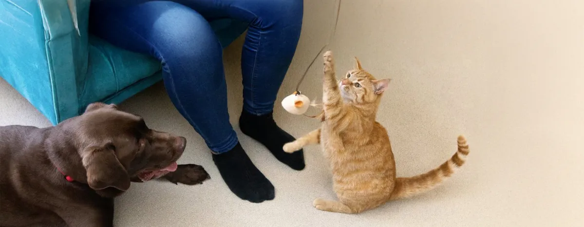 Creative Cat and Dog Enrichment Idea