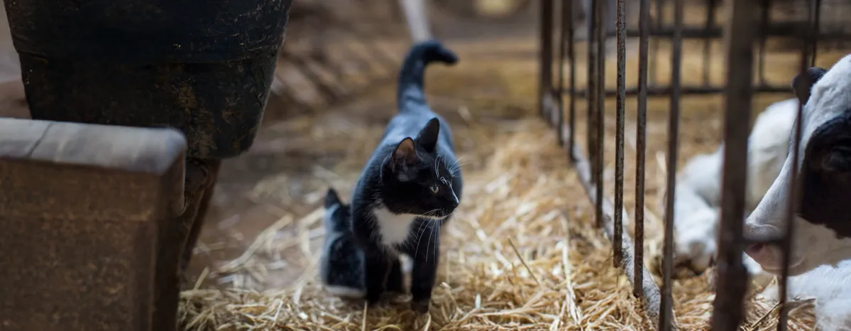 Adopting a Farm or Barn Cat  Here s What to Expect