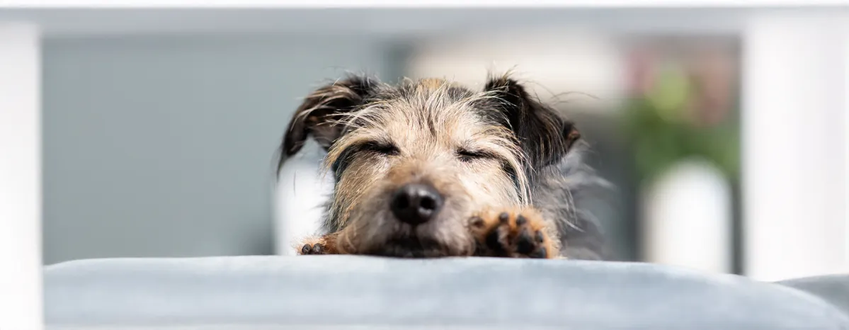 Adopting an Older Dog