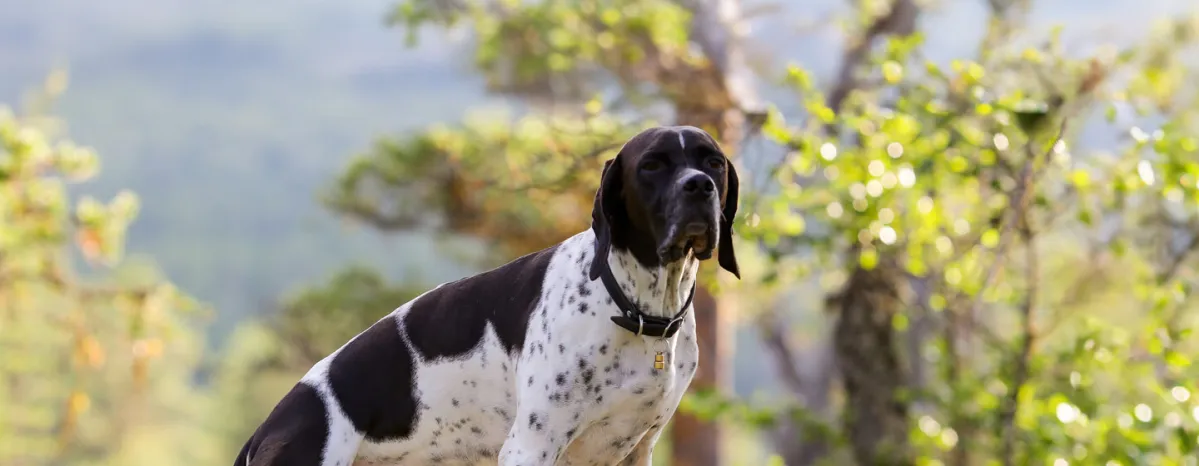 All About Your Dog's Sense of Smell