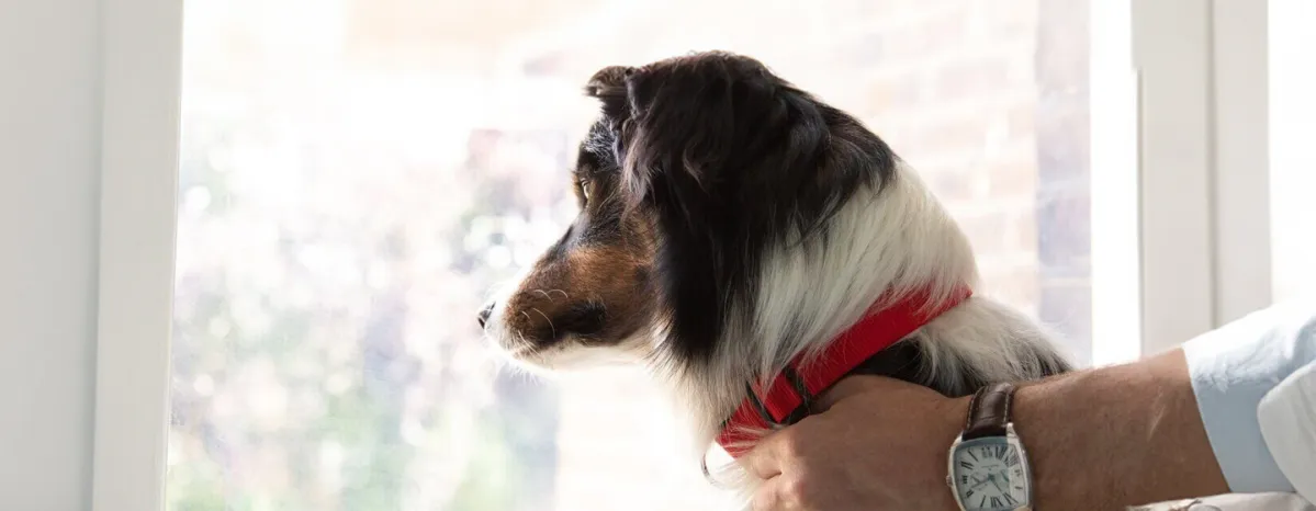 Alopecia in Dogs