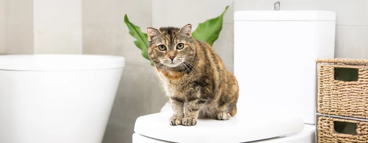 Antibiotics for Cats  What You Need to Know