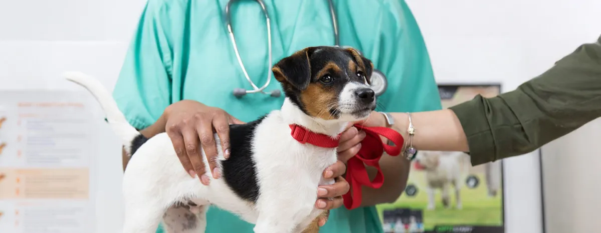 Are Antibiotics Safe for Dog