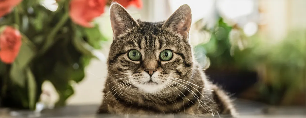 Are Lilies Poisonous to Cats