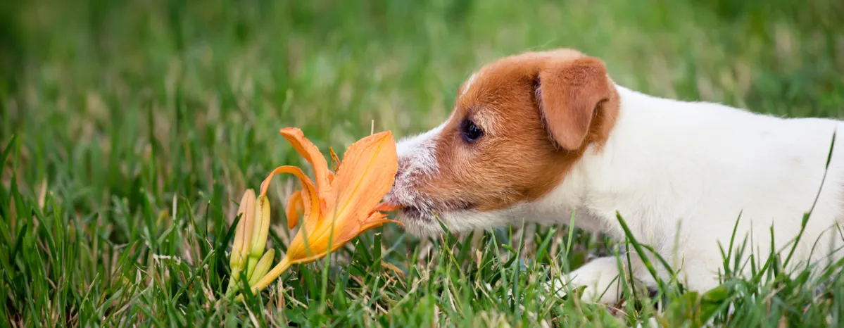 Are Lilies Poisonous to Dogs