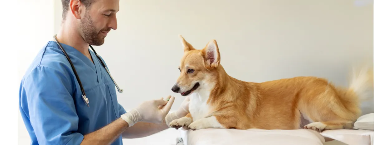 Are Pain Relievers Safe for Dog