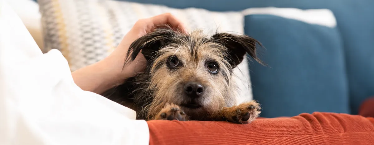 Arthritis in Dogs Symptoms and Treatment