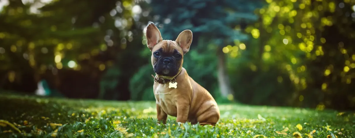 BOAS in Dogs Causes of Breathing Problems in Flat-Faced Breed Dogs