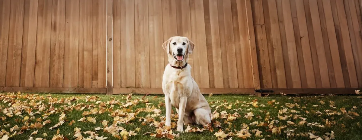 Blood in Dog Urine