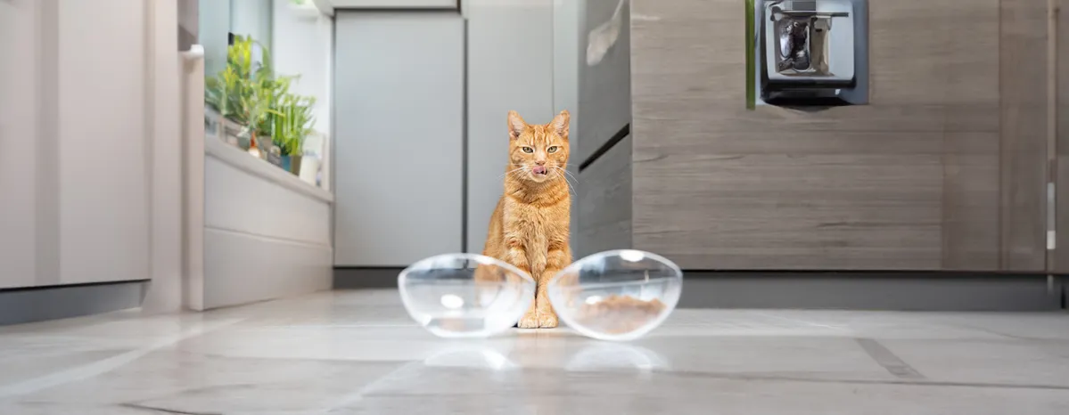 Can Cats Eat Dog Food?