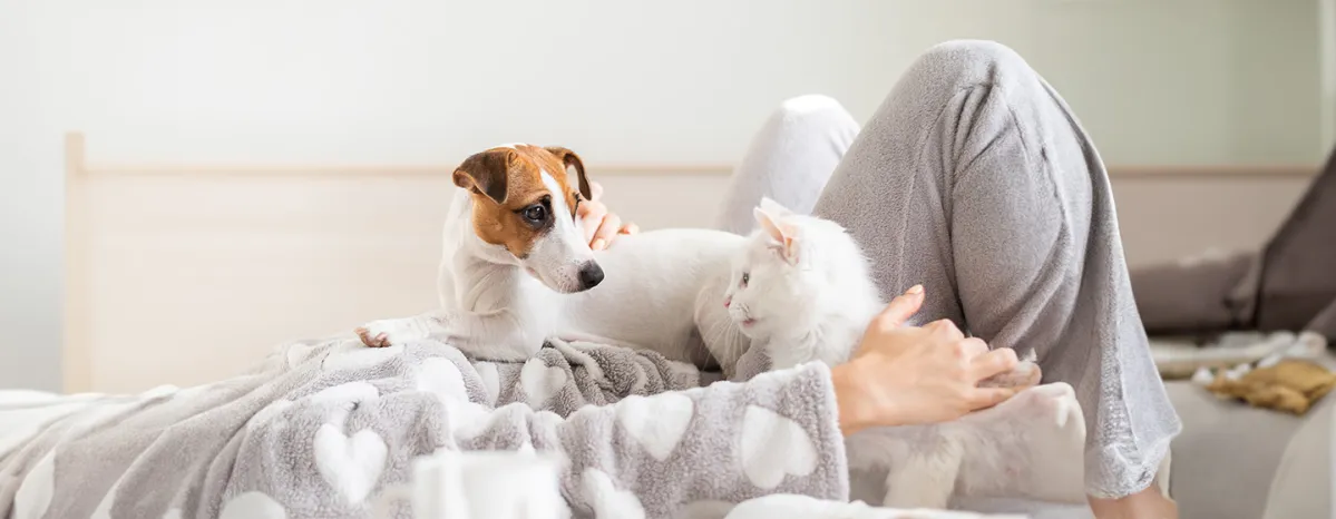 COVID-19 and Cats and Dogs: All You Need to Know