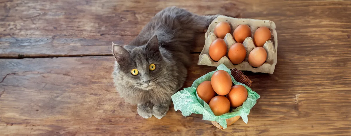 Can Cats Eat Eggs