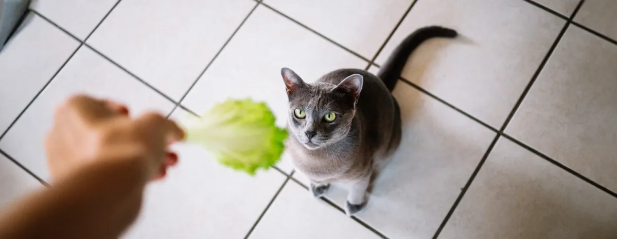 Can Cats Eat Lettuce