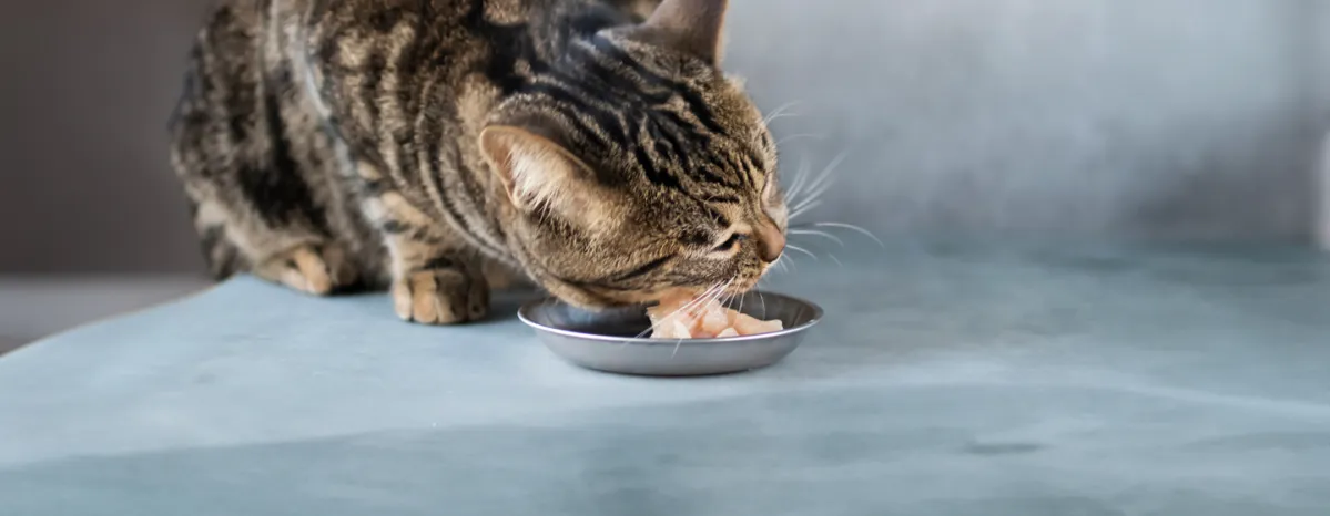 Can Cats Eat Raw Chicken