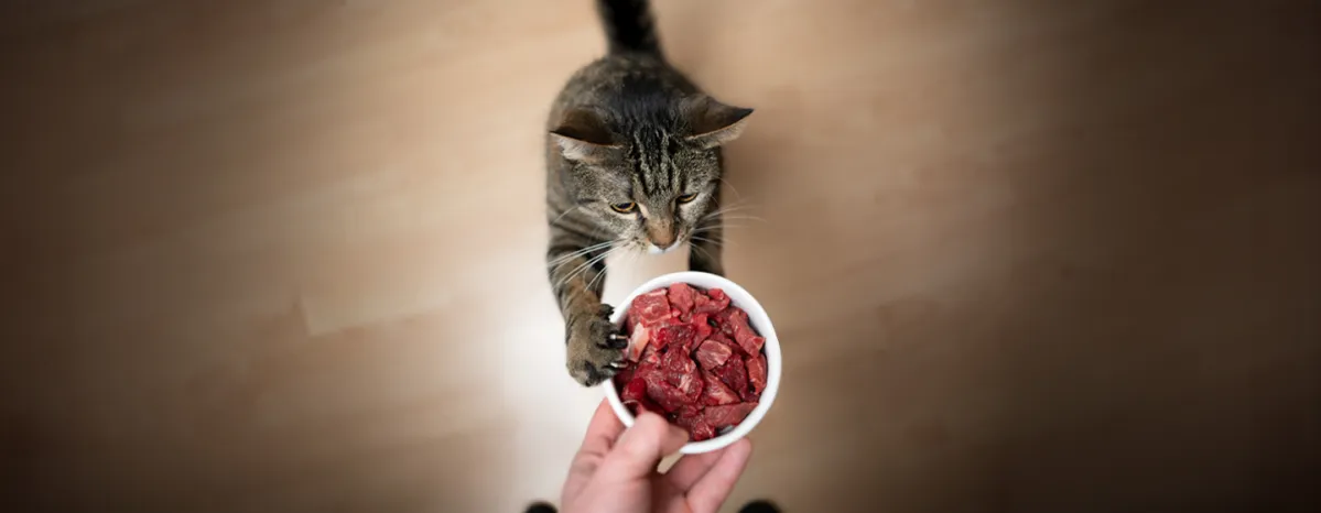 Can Cats Eat Raw Meat All About Raw Food Diets for Cats