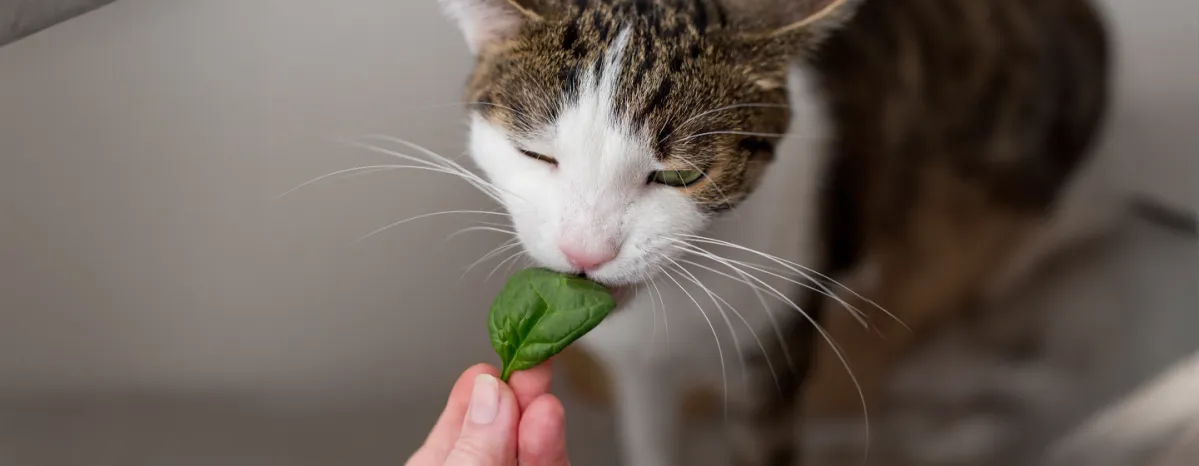 Can Cats Eat Spinach