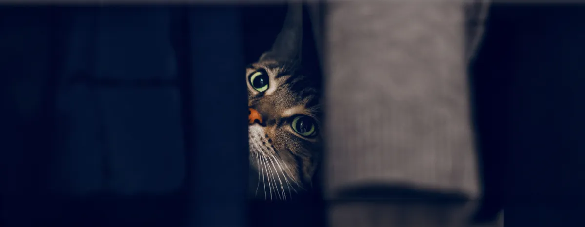 Can Cats See in the Dark